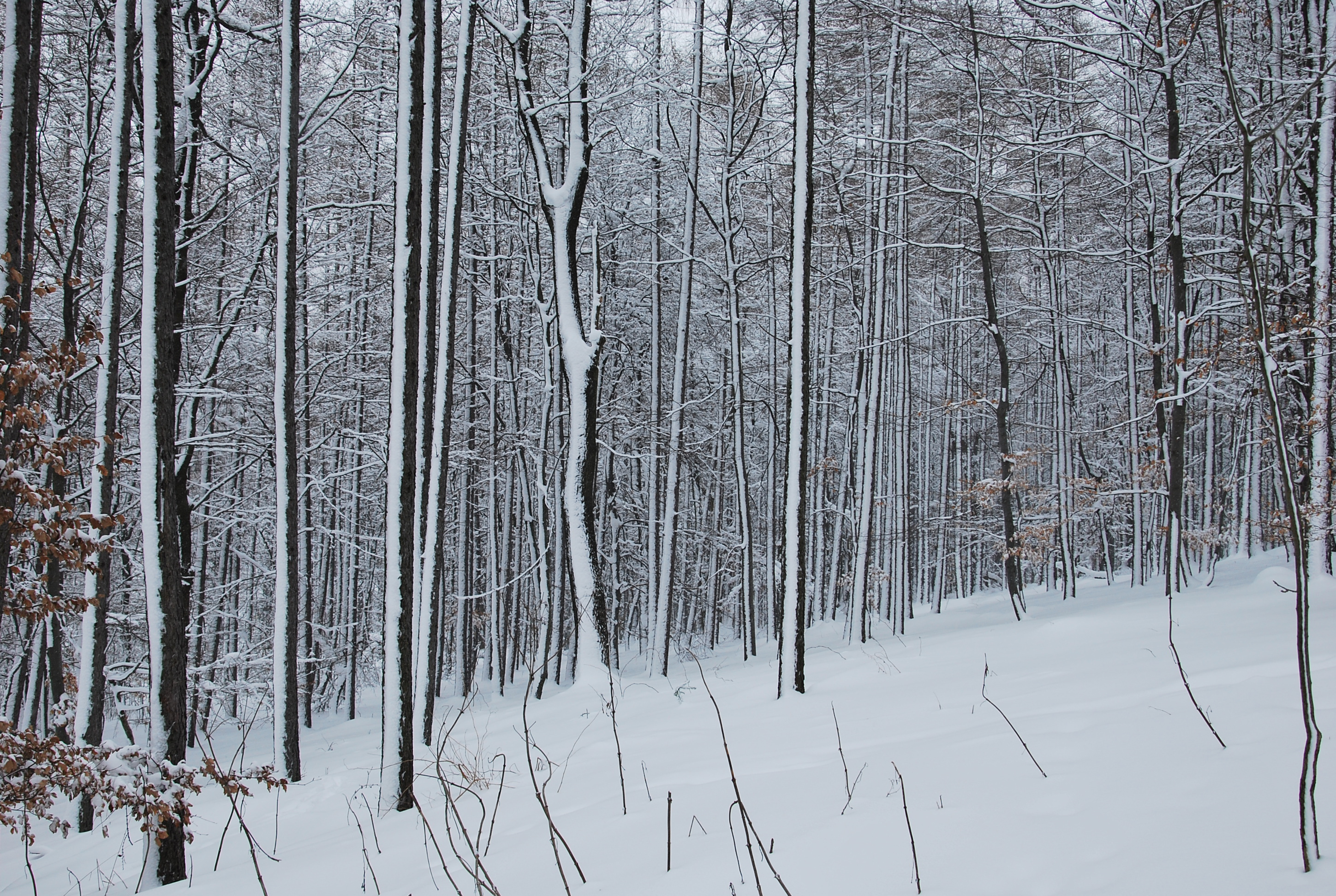 Allow Me to Break the Ice – A Brief Introduction to Food Cold Chain Management